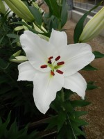 [5283 Signum VOF No02.JPG]